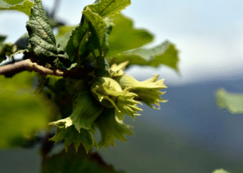 დასავლეთ საქართველოში თხილის პლანტაციებს სავარაუდოდ ბაქტერია ახმობს