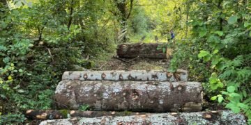 იმერეთში და რეგიონებში ხე-ტყის უკანონო მოპოვების ფაქტი გამოვლინდა