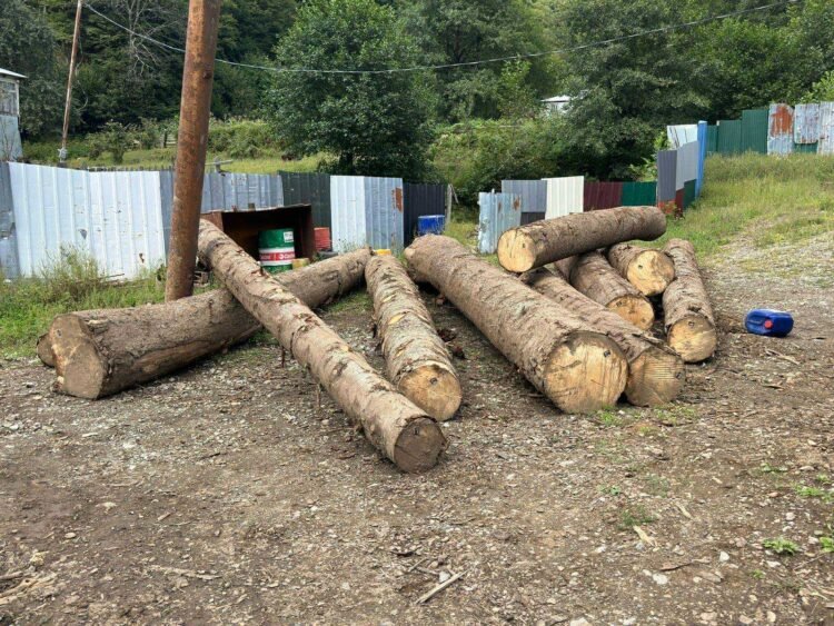 უკანონო ტყითსარგებლობის გარდა მოქალაქეს დაუმორჩილებლობის მუხლიც დაემატა