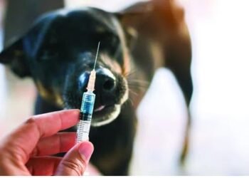 მიკედლებულ ძაღლს ცოფი დაუდასტურდა – ტერიტორიაზე კარანტინი გამოცხადდა