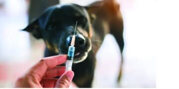 მიკედლებულ ძაღლს ცოფი დაუდასტურდა – ტერიტორიაზე კარანტინი გამოცხადდა