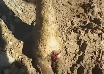 „ჩლიქები ულპებათ” – საქონელს მთაში ახალი ვირუსი გაუჩნდა