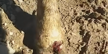 „ჩლიქები ულპებათ” – საქონელს მთაში ახალი ვირუსი გაუჩნდა