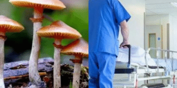 სოკოთი ინტოქსიკაციით 5 ადამიანი საავადმყოფოში გადაიყვანეს