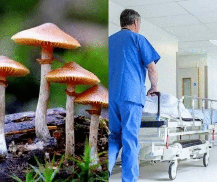 სოკოთი ინტოქსიკაციით 5 ადამიანი საავადმყოფოში გადაიყვანეს