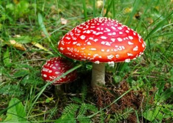 სოკოთი მოწამვლის სიმპტომები