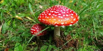 სოკოთი მოწამვლის სიმპტომები