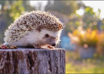 28 ნოემბერი მთვრალი ზღარბის საერთაშორისო დღეა