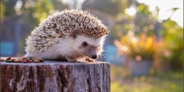 28 ნოემბერი მთვრალი ზღარბის საერთაშორისო დღეა