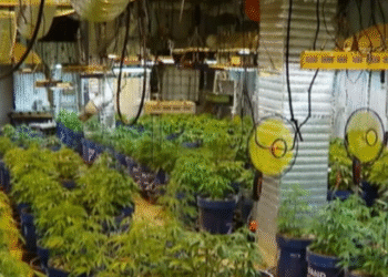 პოლიციამ 283 ძირი „კანაფი“ და 3 კილოგრამამდე „მარიხუანა“ ამოიღო