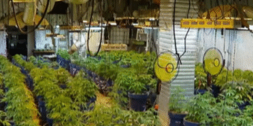 პოლიციამ 283 ძირი „კანაფი“ და 3 კილოგრამამდე „მარიხუანა“ ამოიღო