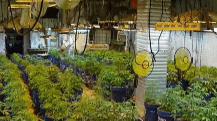 პოლიციამ 283 ძირი „კანაფი“ და 3 კილოგრამამდე „მარიხუანა“ ამოიღო