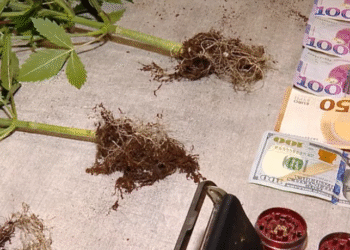 ნარკოტიკული საშუალების საქართველოში უკანონოდ შემოტანის ბრალდებით 7 პირი დააკავეს