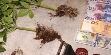 ნარკოტიკული საშუალების საქართველოში უკანონოდ შემოტანის ბრალდებით 7 პირი დააკავეს