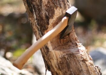 ხე-ტყის უკანონოდ მოპოვებისა და ტრანსპორტირების ფაქტებზე კანონი გამკაცრებულია