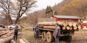 ხე-ტყის უკანონო მოპოვებისა და ტრანსპორტირების ფაქტი გამოვლინდა