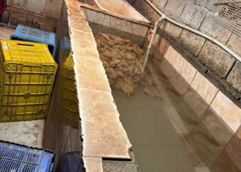 “იმერეთში დაილუქა 109 კგ ქათამი” – სურსათის სააგენტოს სპეციალური განცხადება