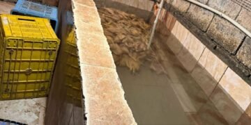 “იმერეთში დაილუქა 109 კგ ქათამი” – სურსათის სააგენტოს სპეციალური განცხადება