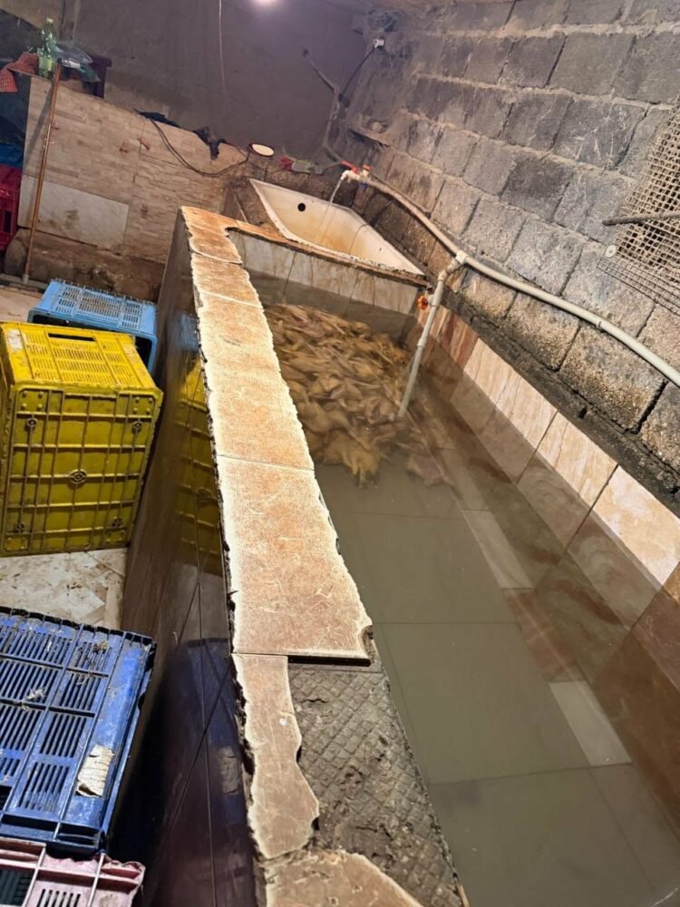 “იმერეთში დაილუქა 109 კგ ქათამი” – სურსათის სააგენტოს სპეციალური განცხადება