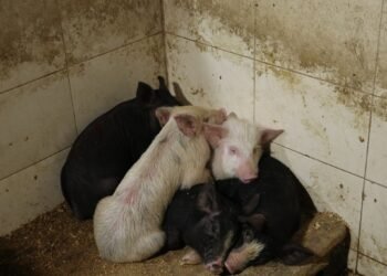 ქუთაისში არალეგალური სასაკლაო გამოავლინდა