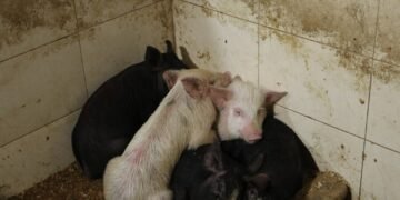 ქუთაისში არალეგალური სასაკლაო გამოავლინდა