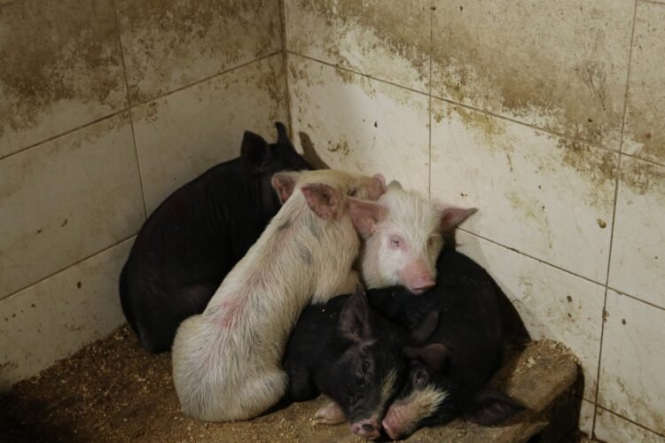 ქუთაისში არალეგალური სასაკლაო გამოავლინდა