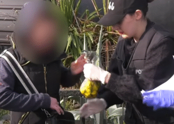 იმერეთში ნარკოდანაშაულის ბრალდებით უცხო ქვეყნის ორი მოქალაქე დააკავეს