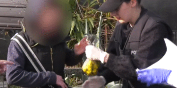 იმერეთში ნარკოდანაშაულის ბრალდებით უცხო ქვეყნის ორი მოქალაქე დააკავეს