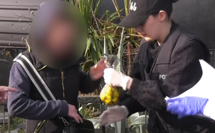 იმერეთში ნარკოდანაშაულის ბრალდებით უცხო ქვეყნის ორი მოქალაქე დააკავეს