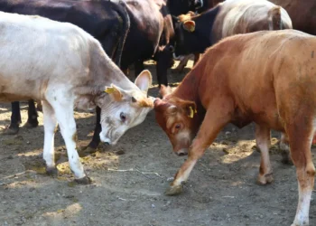 ცოფით მსხვილფეხა და წვრილფეხა ცხოველის სიკვდილის შემთხვევაში, მეპატრონე კომპენსაციას მიიღებს