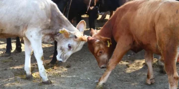 ცოფით მსხვილფეხა და წვრილფეხა ცხოველის სიკვდილის შემთხვევაში, მეპატრონე კომპენსაციას მიიღებს