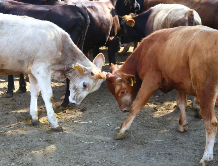 ცოფით მსხვილფეხა და წვრილფეხა ცხოველის სიკვდილის შემთხვევაში, მეპატრონე კომპენსაციას მიიღებს