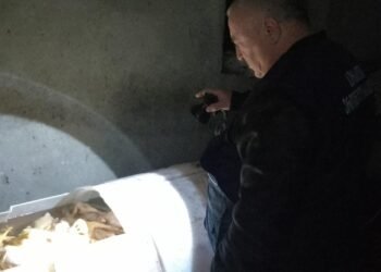 იმერეთსა და აჭარაში ფრინველის არალეგალური სასაკლაოები გამოვლინდა