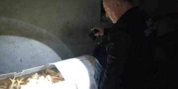 იმერეთსა და აჭარაში ფრინველის არალეგალური სასაკლაოები გამოვლინდა