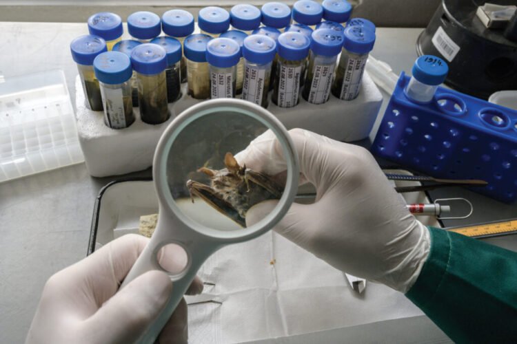 “საქართველოში შეისწავლეს ღამურები…იწყება როგორც ჩვეულებრივი გრიპი”- ივანე ჩხაიძე