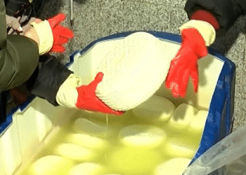 ქუთაისში ,,ყველის“ კუსტარული საწარმო გამოვლინდა